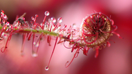 Eingerolltes Blatt eines Sonnentaus mit gefangenem Insekt.