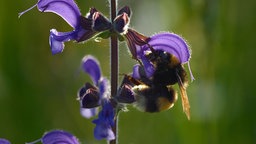 Biene auf einer  Salbeiblüte.