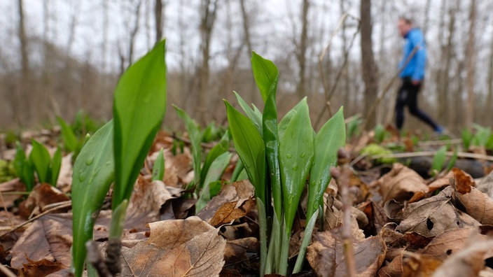 Bärlauch wächst im Wald