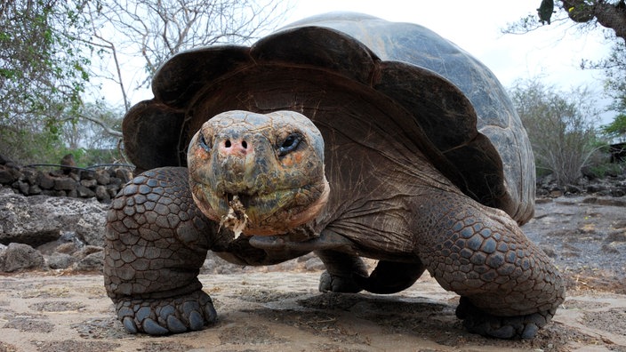 Eine Riesenschildkröte 