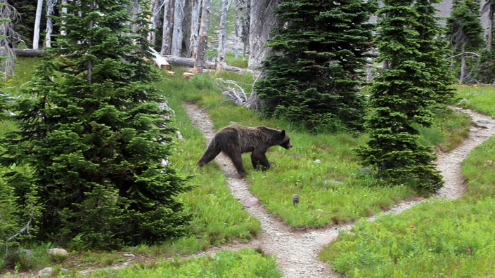 Bär auf einem Wanderweg