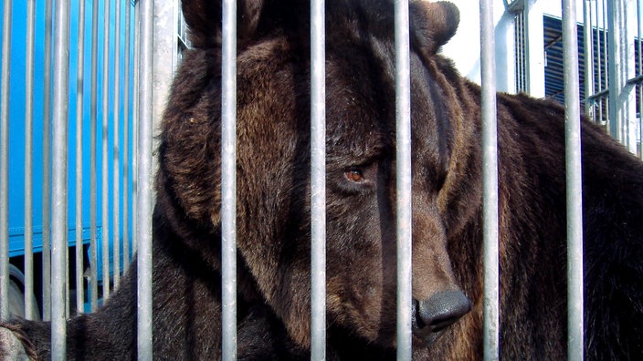 Ein Braunbär in einem kleinen Käfig