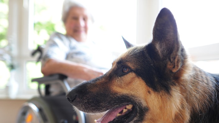 Therapiehund Cooper im Altenheim