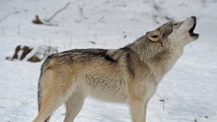 Wolf steht im Schnee