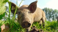 Ein Düppeler Weideschwein