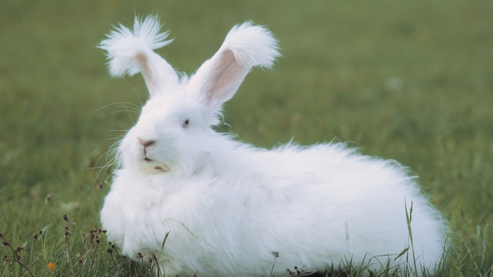 Angora-Kaninchen auf einer grünen Wiese.