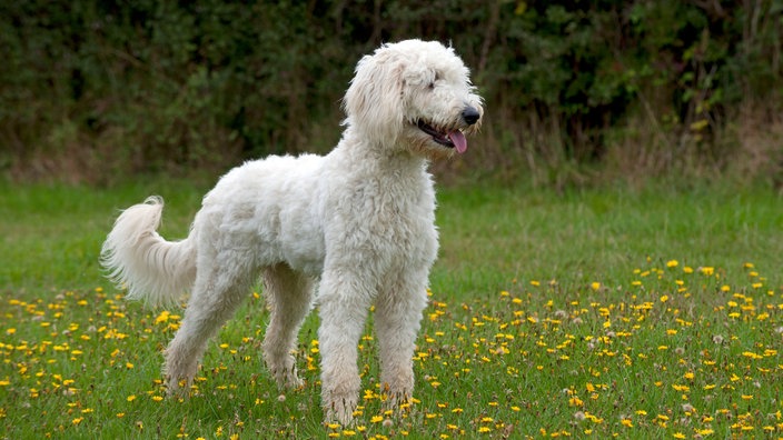 Labradoodle = Kreuzung aus Labrador und Pudel.