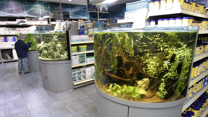 Aquariengeschäft mit mehreren Schaubecken.