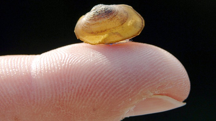 Winzige junge Flussperlmuschel auf Fingerspitze.