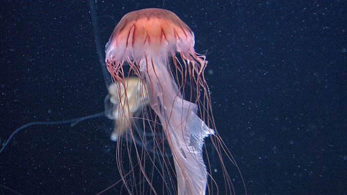 Über helltürkisem Boden und vor dunkelblauem Hintergrund schwimmt eine Qualle, die wie ein Pilz mit überlangem Stiel aussieht. Sie ist weiß und zart rot geädert, mit langen fadenartigen Tentakeln.