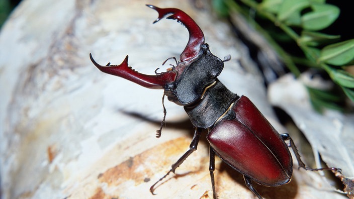 Ein Hirschkäfer auf einem Ast