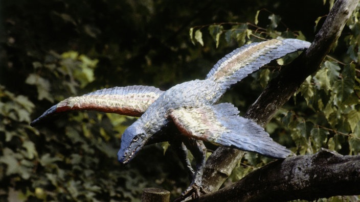 Nachbildung eines Archäopteryx der mit ausgebreiteten Flügeln bereit zum Abflug auf dem Ast eines Nadelbaumes sitzt.