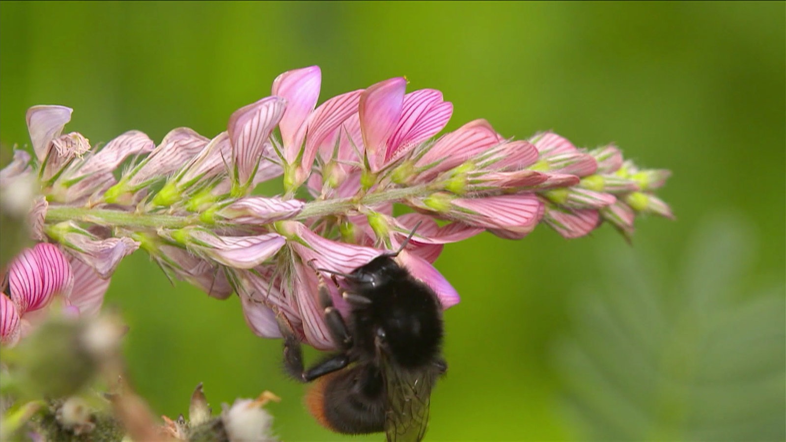 Eine Hummel saugt an einer Blüte.