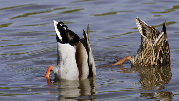 Stockentenpaar mit Kopf unter Wasser und Schwanz in der Luft