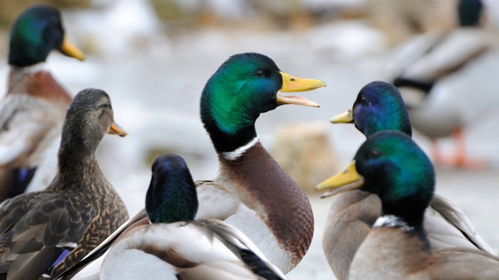 Viele Stockentenerpel und eine Ente