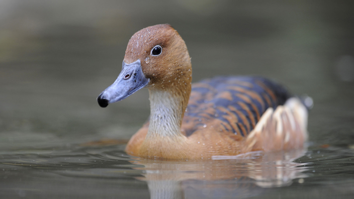 Gelbe Pfeifgans im Wasser