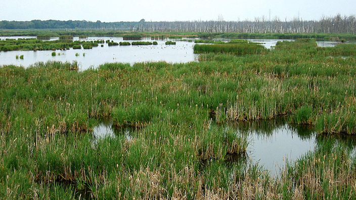 Wasser steht  in den Kanälen des Torfmoores, das zu einem Naturschutzgebiet gehört