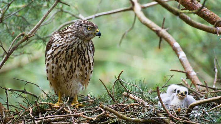 Habicht mit zwei Jungvöglen im Nest