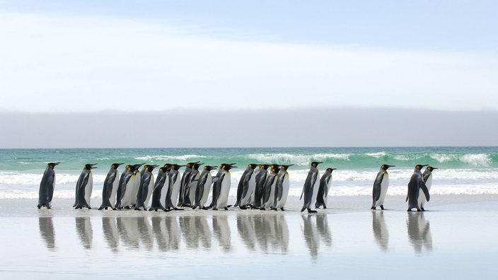 Königspinguine am Strand