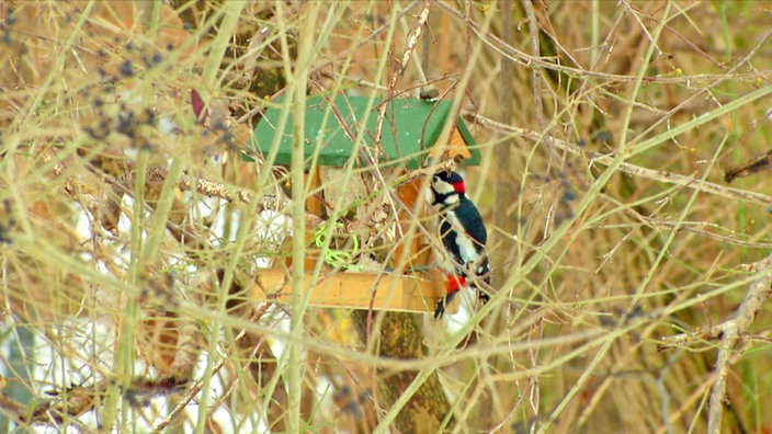 Vogelhäuschen