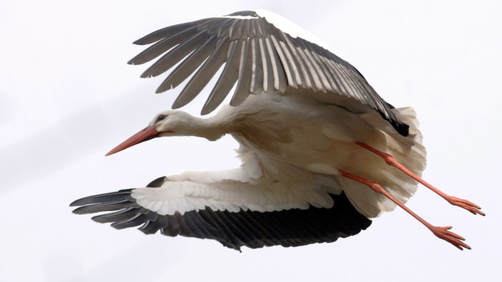 Ein Storch im Flug.