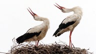 Ein Storchenpärchen: Beide Vögel haben die Köpfe nach hinten gelegt und klappern mit den Schnäbeln.