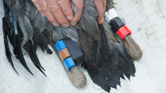 Vogelbein mit GPS-Sender