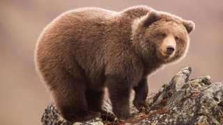 Grizzlybär auf einem Felsen