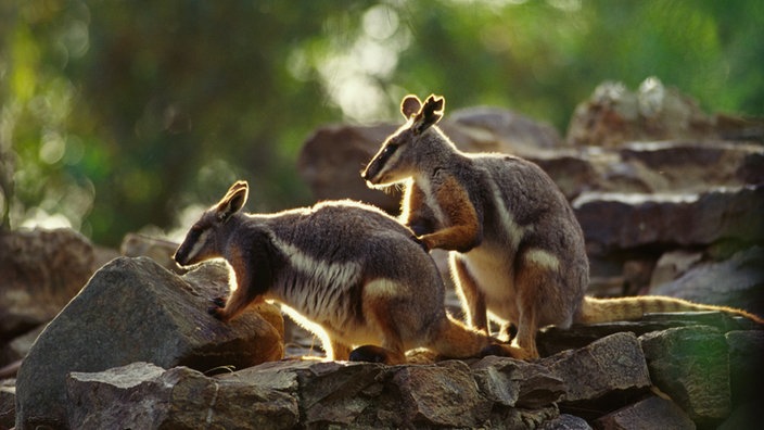 Zwei Kängurus hocken auf Felsen.