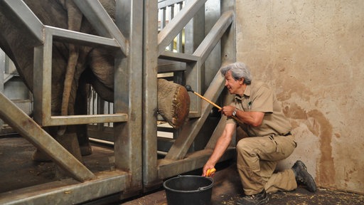 Ein Elefant streckt seinen Fuß durch Gitterstäbe.