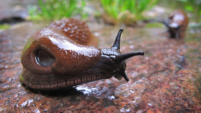 Eine Rote Wegschnecke