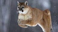 Ein springender Puma