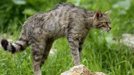 Eine Wildkatze macht einen Buckel