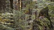 Füchsin Sophie hält von einem Felsen Ausschau