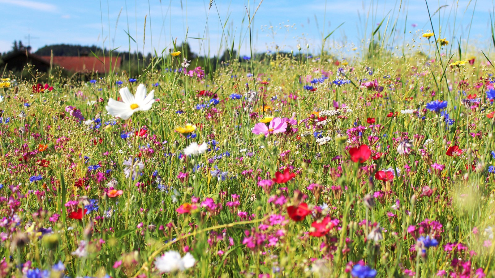 Eine bunte blühende Blumenwiese im Sonnenlicht.