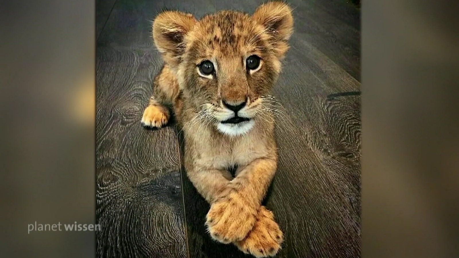 Ein junges Löwenbaby liegt auf einem dunklen Holzboden.