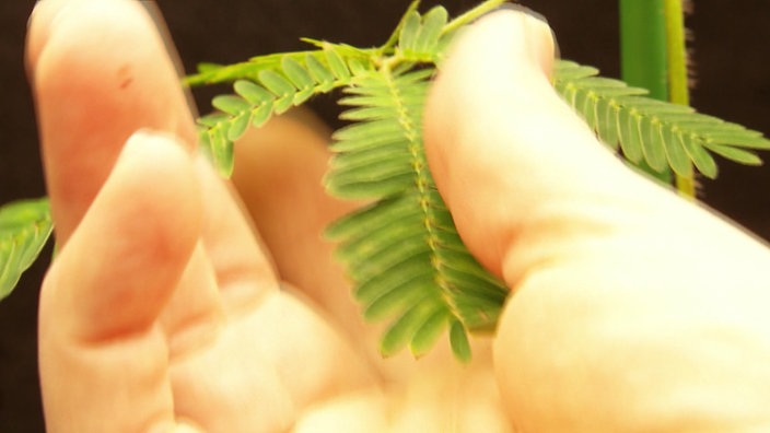 Eine Hand berührt die Blätter einer Mimose.