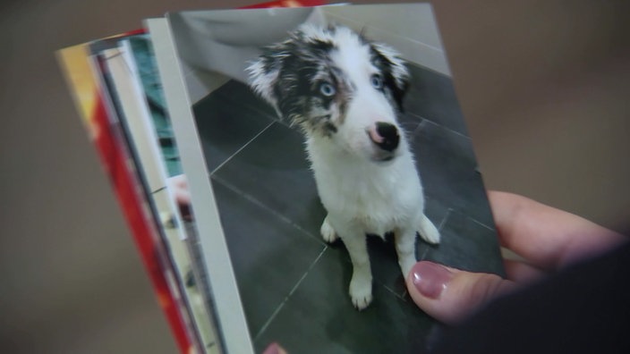 Frauenhand mit dem Foto eines jungen Merle Border Collies.