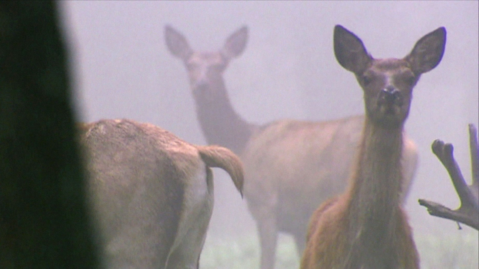 Rehe im Wald