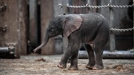 Elefantenjunge "Tsavo" im Gehege im Wuppertaler Zoo, März 2020