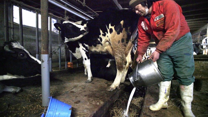 Ein japanischer Milchbauer im Amtsbezirk Fukushima kippt am 23. März radioaktiv kontaminierte Milch weg